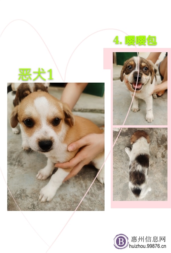 寻找爱狗人士